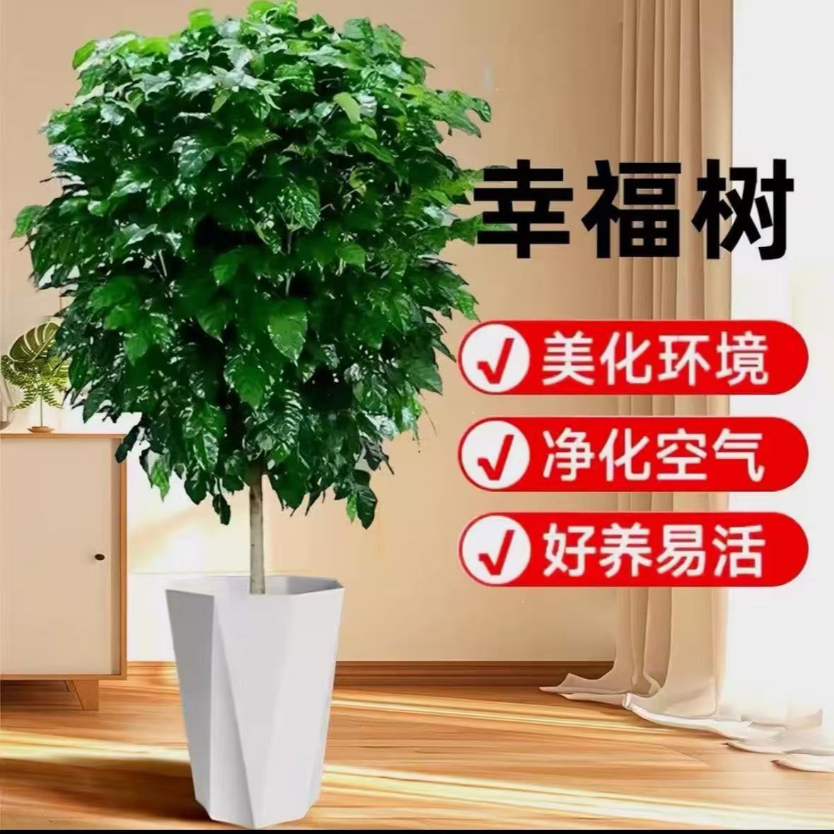 100-120CM棒棒糖幸福树绿宝树室内大型绿植净化空气绿植盆栽