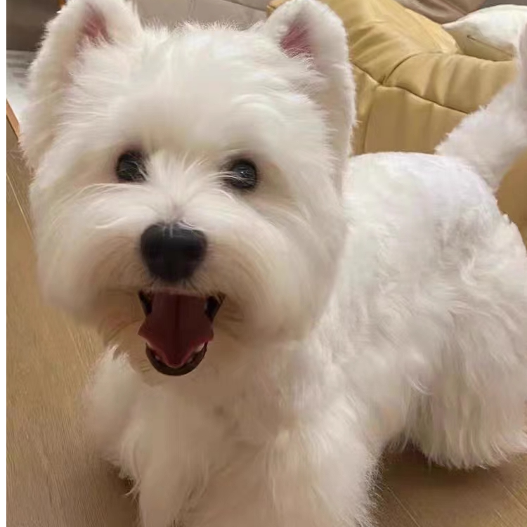 萌宠严选媛媛家活体宠物专用链接