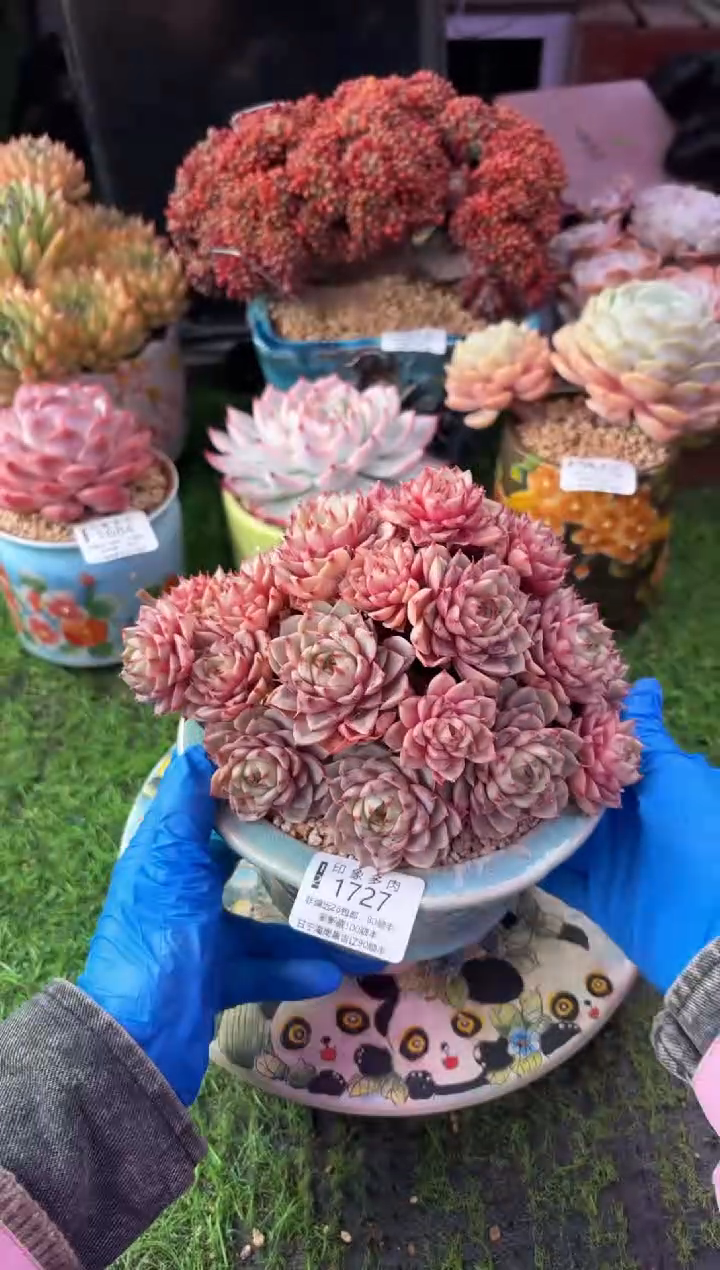 昆明印象多肉1727