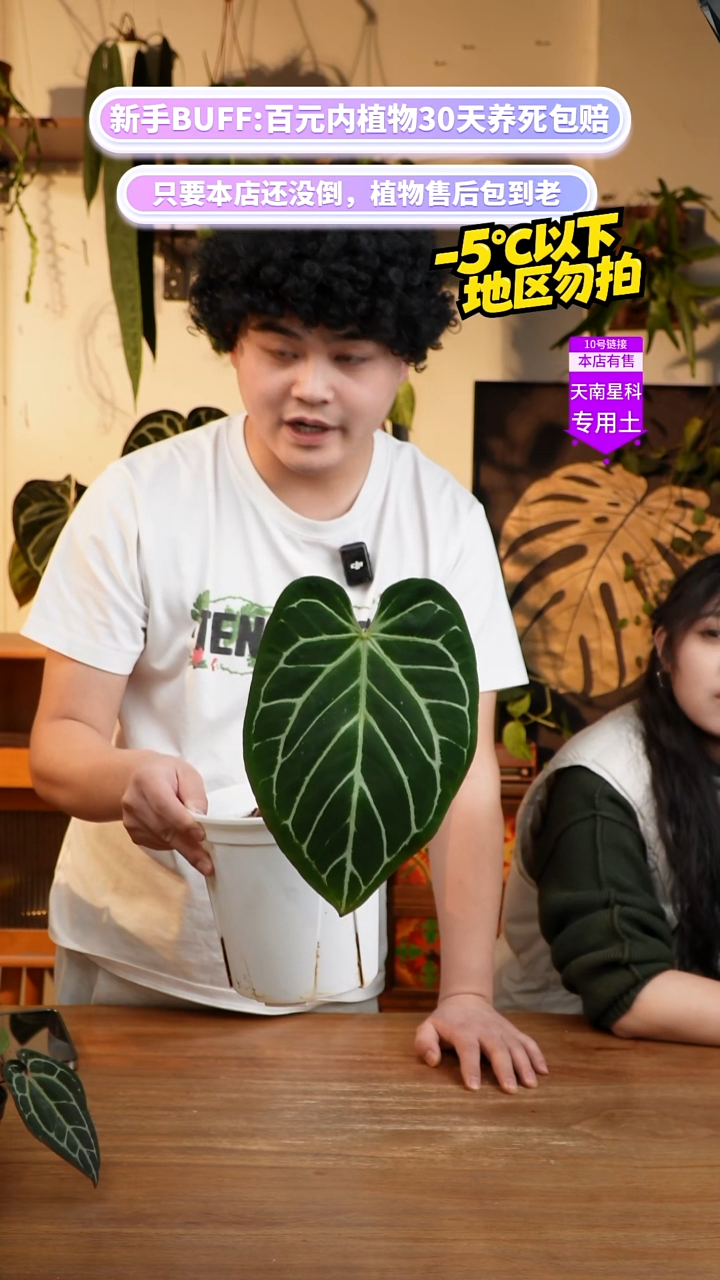 不开花植物华丽x帝王（高银 老桩）