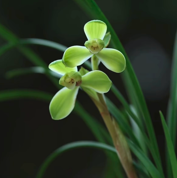 基地直发——宋梅（春兰名品 老八种之一）花期秋冬季，花期长
