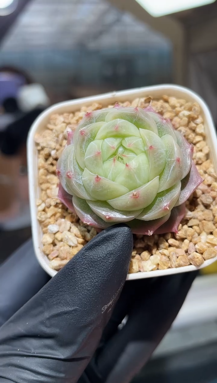 闪购823  冰翡多肉一颗   3.8-4厘米