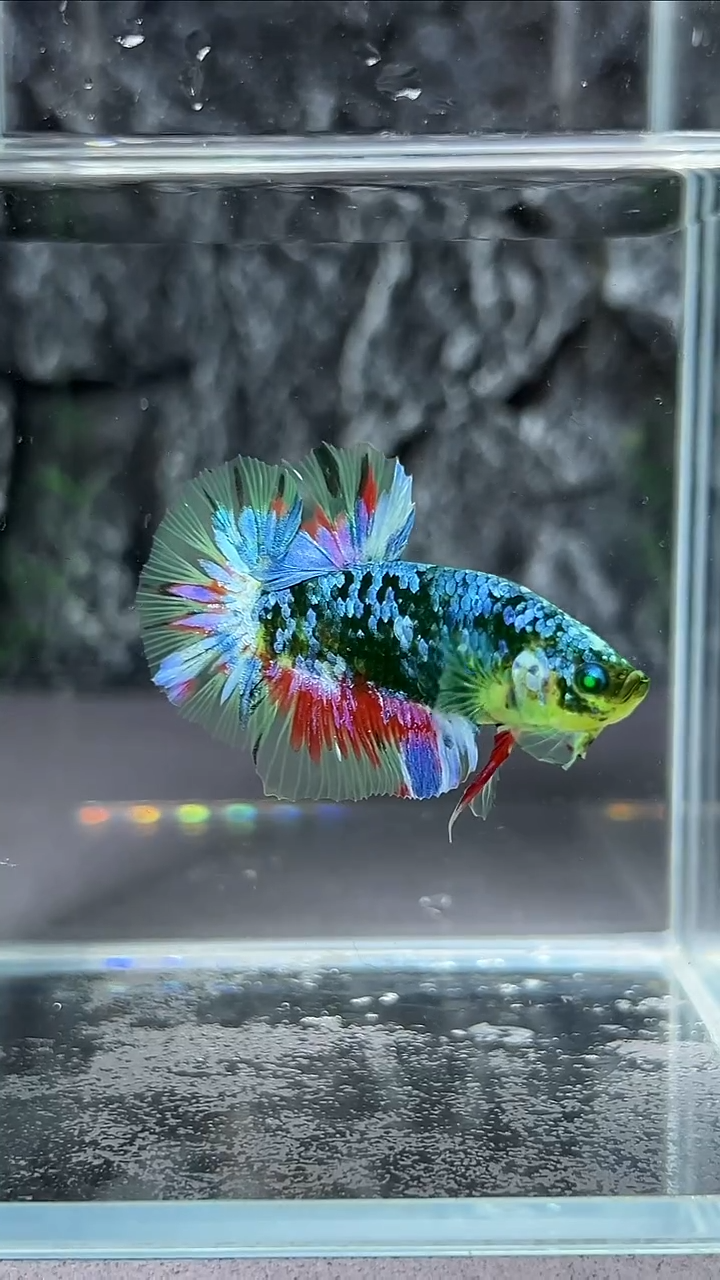 斗鱼竞拍链接A098