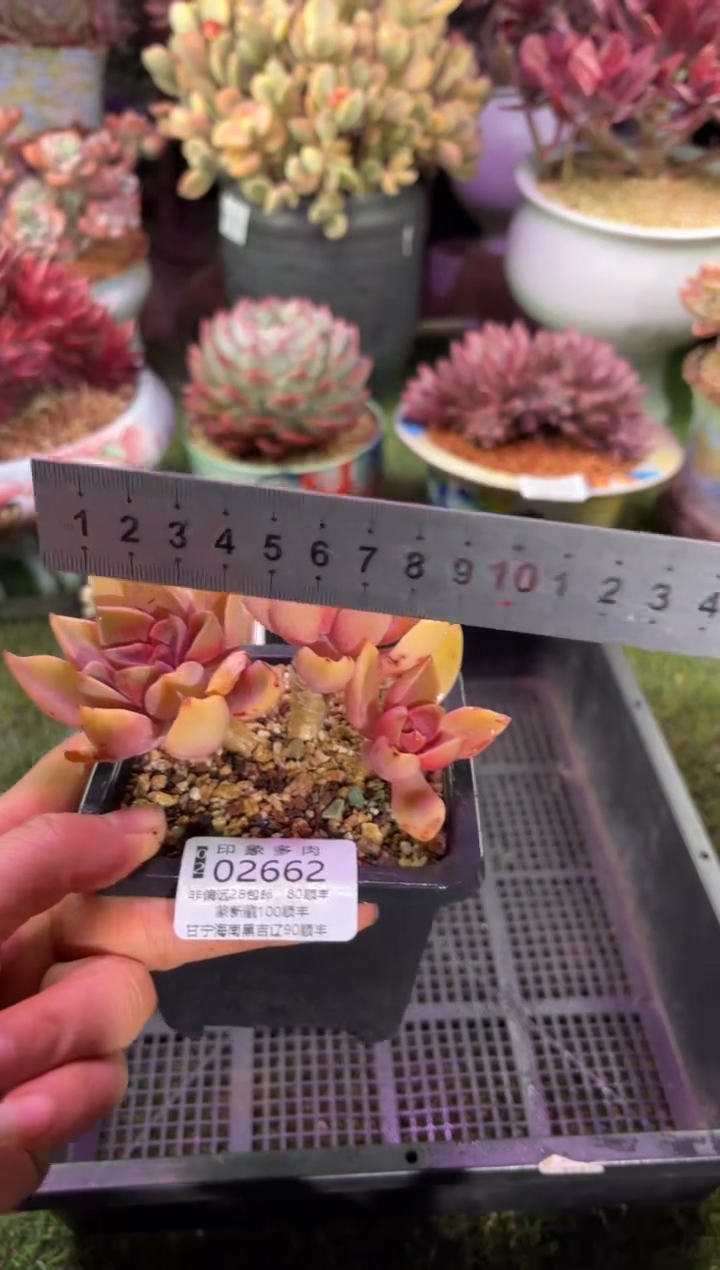 【闪购商品】02662