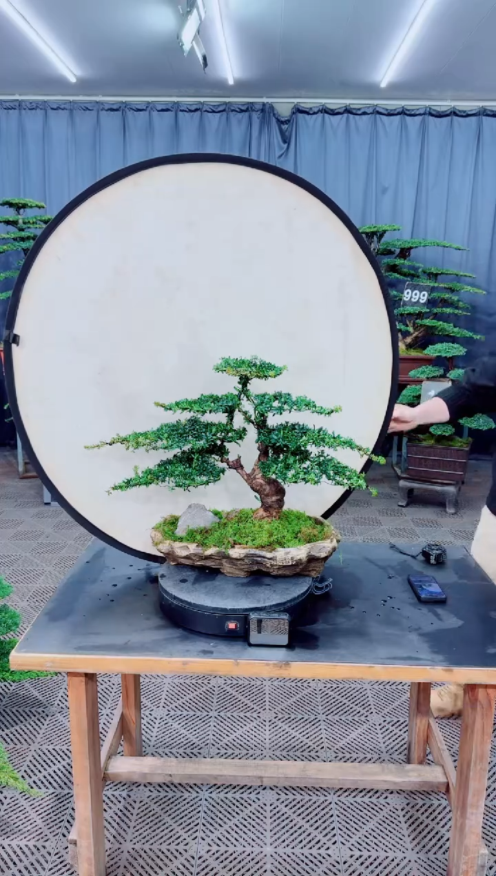 无花朵盆景.....