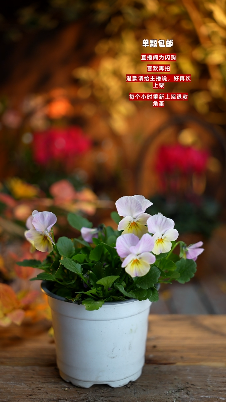 全部花朵00000103