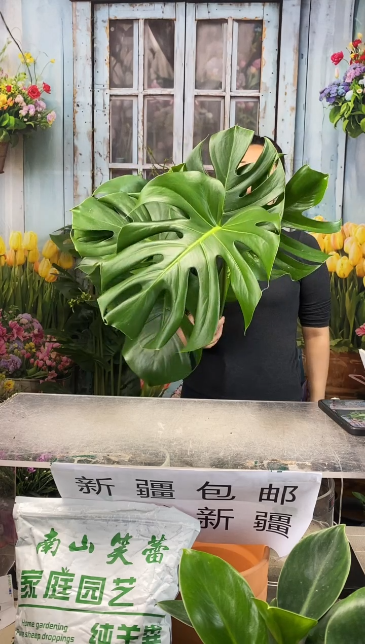【闪购商品】红陶龟背竹一盆装