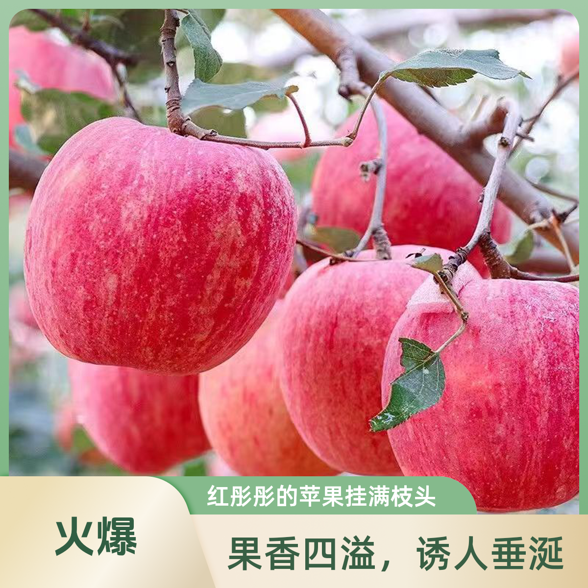陕西乾县红富士整箱应季现摘苹果新鲜水果
