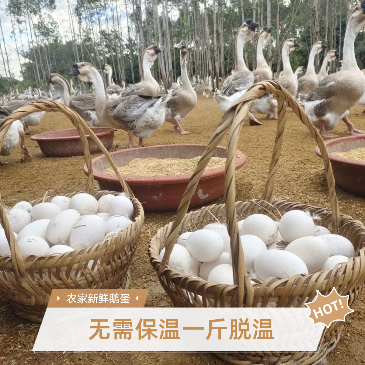 正宗狮头鹅宠物鹅顺丰包邮生鲜鹅肉>鹅肉