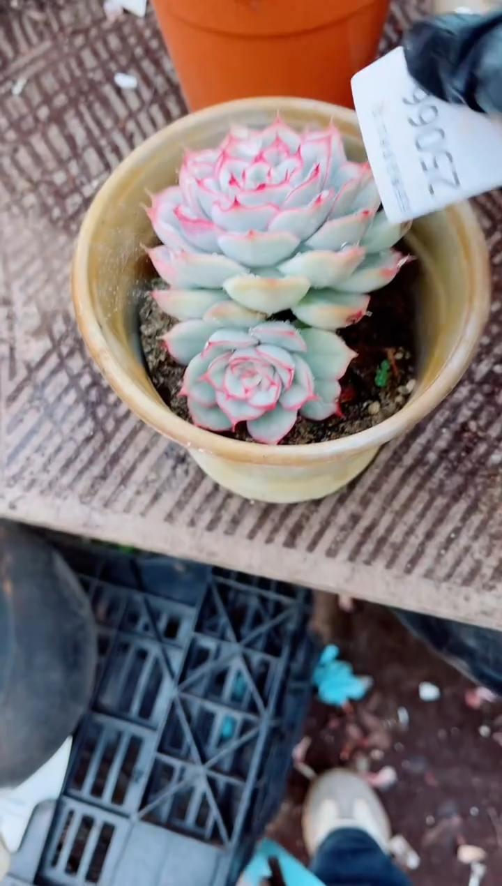 ༃****✰跃跃精品多肉25066