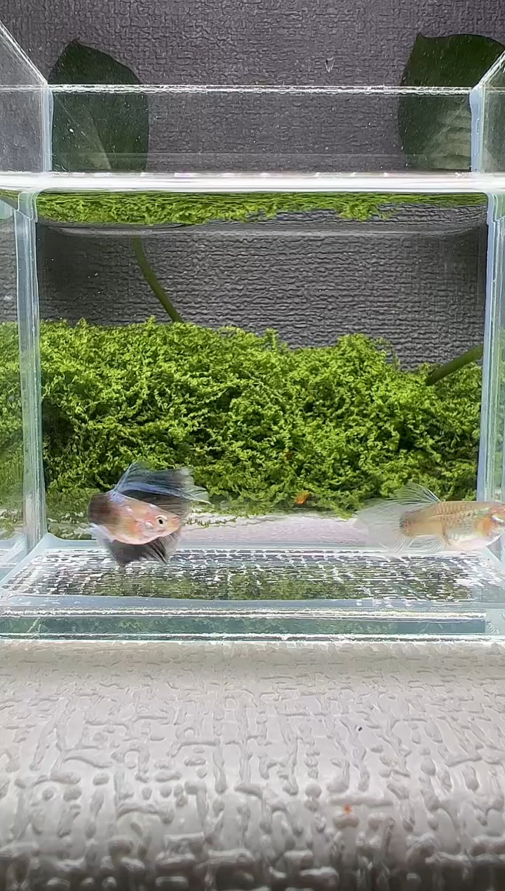 孔雀鱼阿浩孔雀鱼