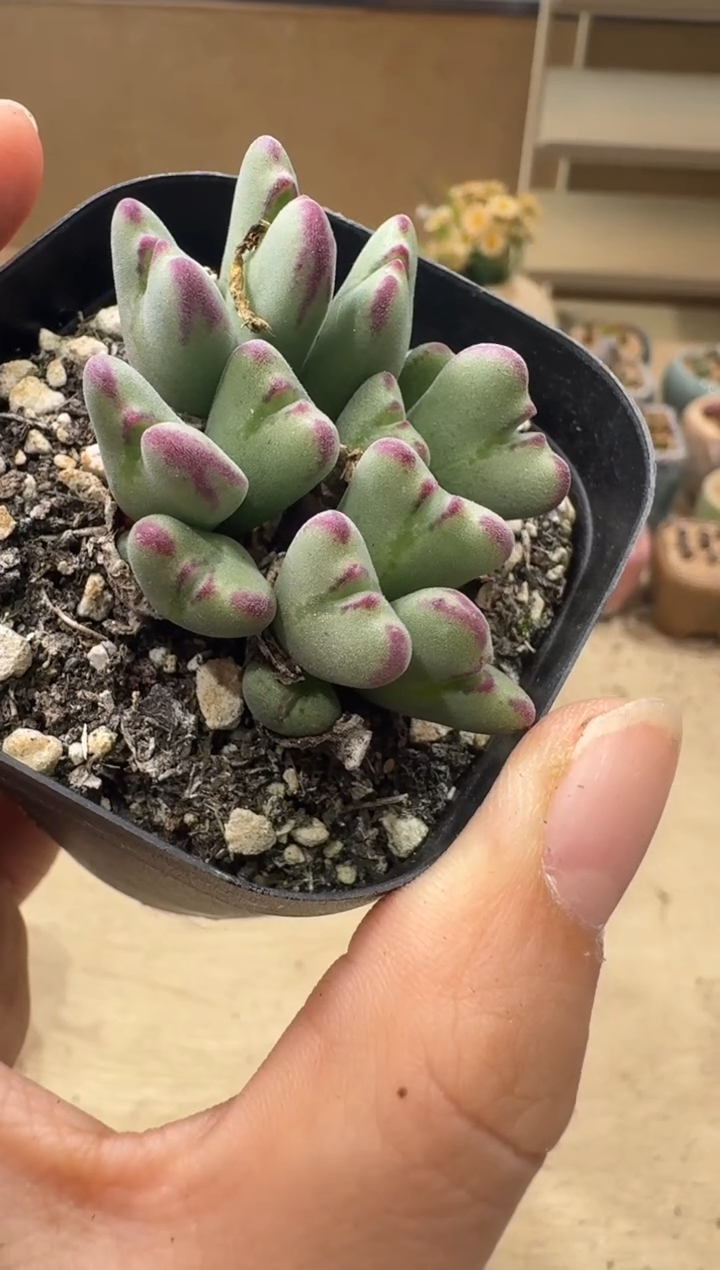 8-46多肉植物肉锥