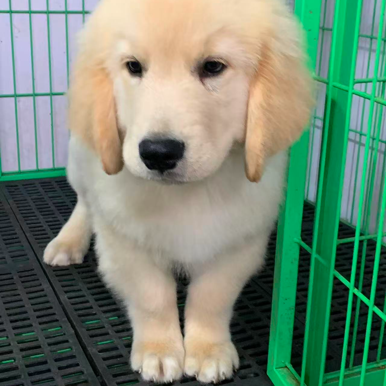 金毛甄选活体宠物狗狗链接