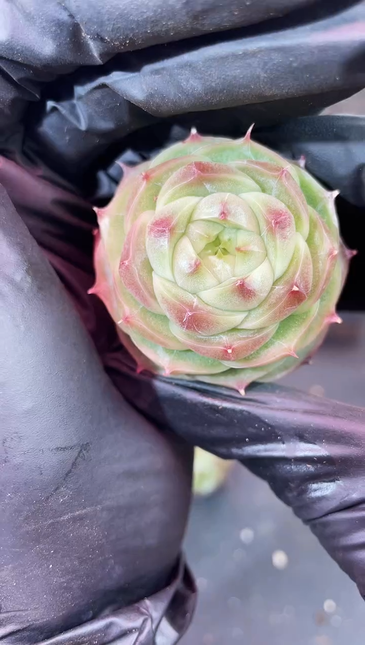 闪购2177  翡冷翠多肉一颗  3.8-4厘米