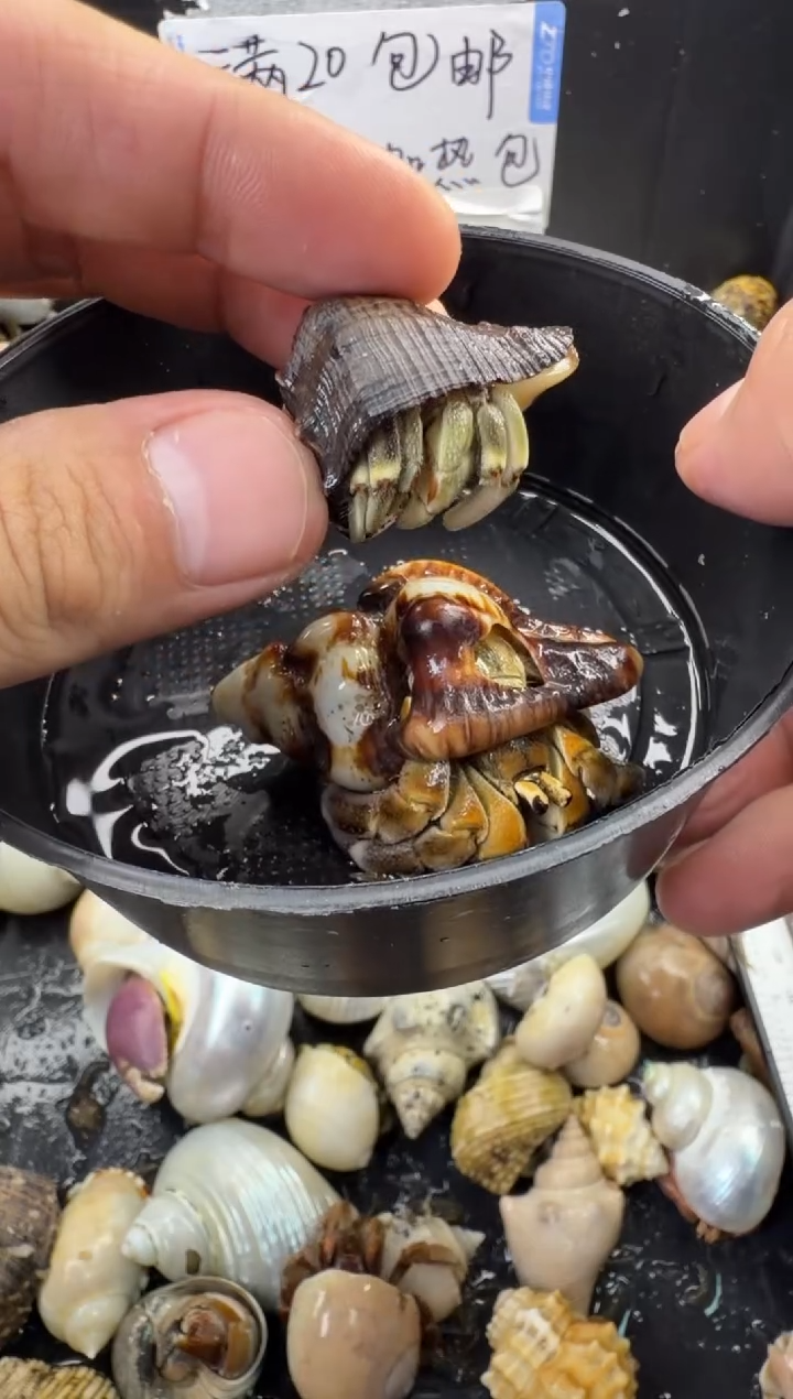两只寄居蟹包活到手一只，不包全品