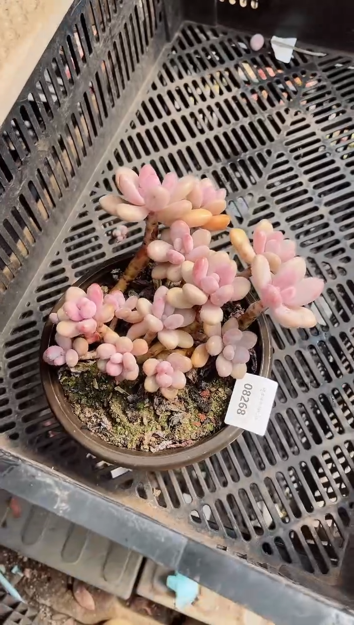 【闪购商品】09268