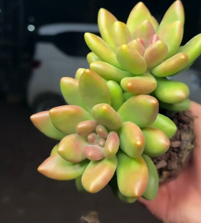 芒果奶（挑红的）多肉