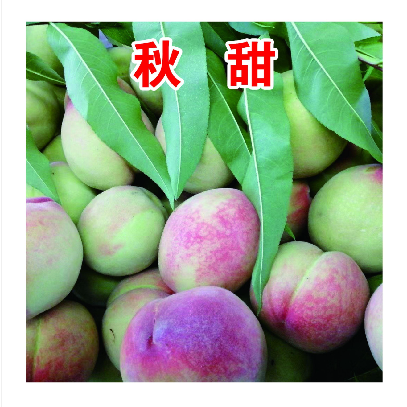 秋甜毛桃一年生种子