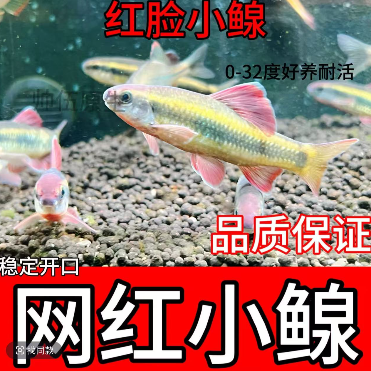 小鳈鱼荷叶鱼工具除藻活体冷水鱼易养溪流鱼群游淡水鱼开口饲料