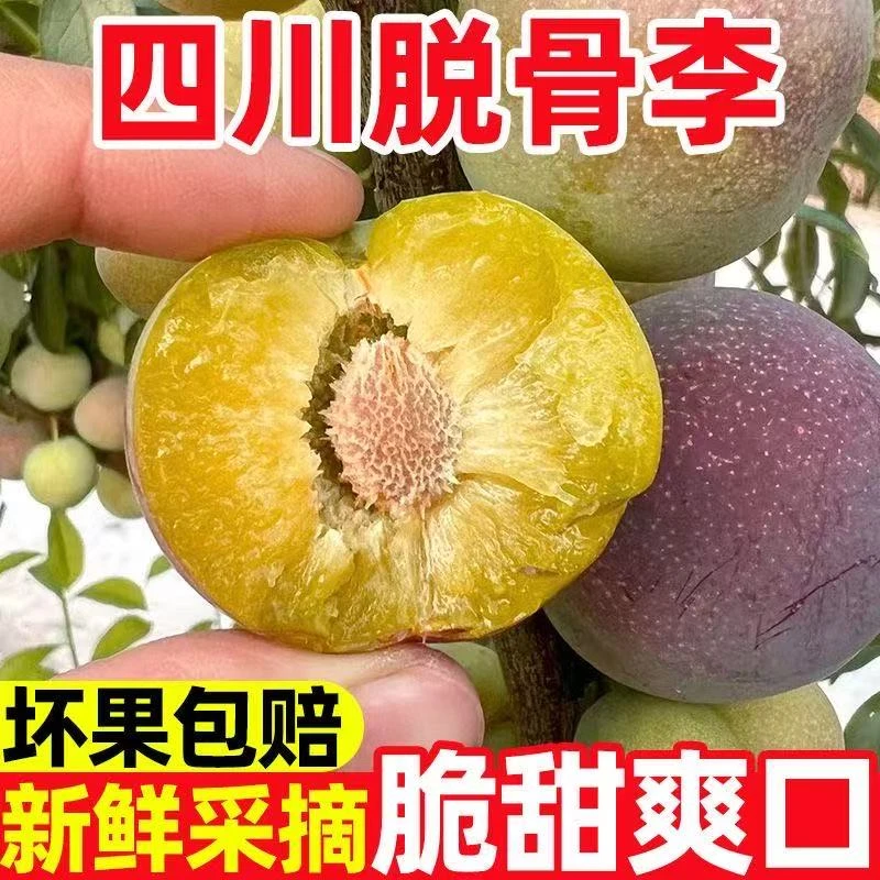 四川正宗脱骨半边红李子新鲜现摘脆甜酸甜多汁当季水果