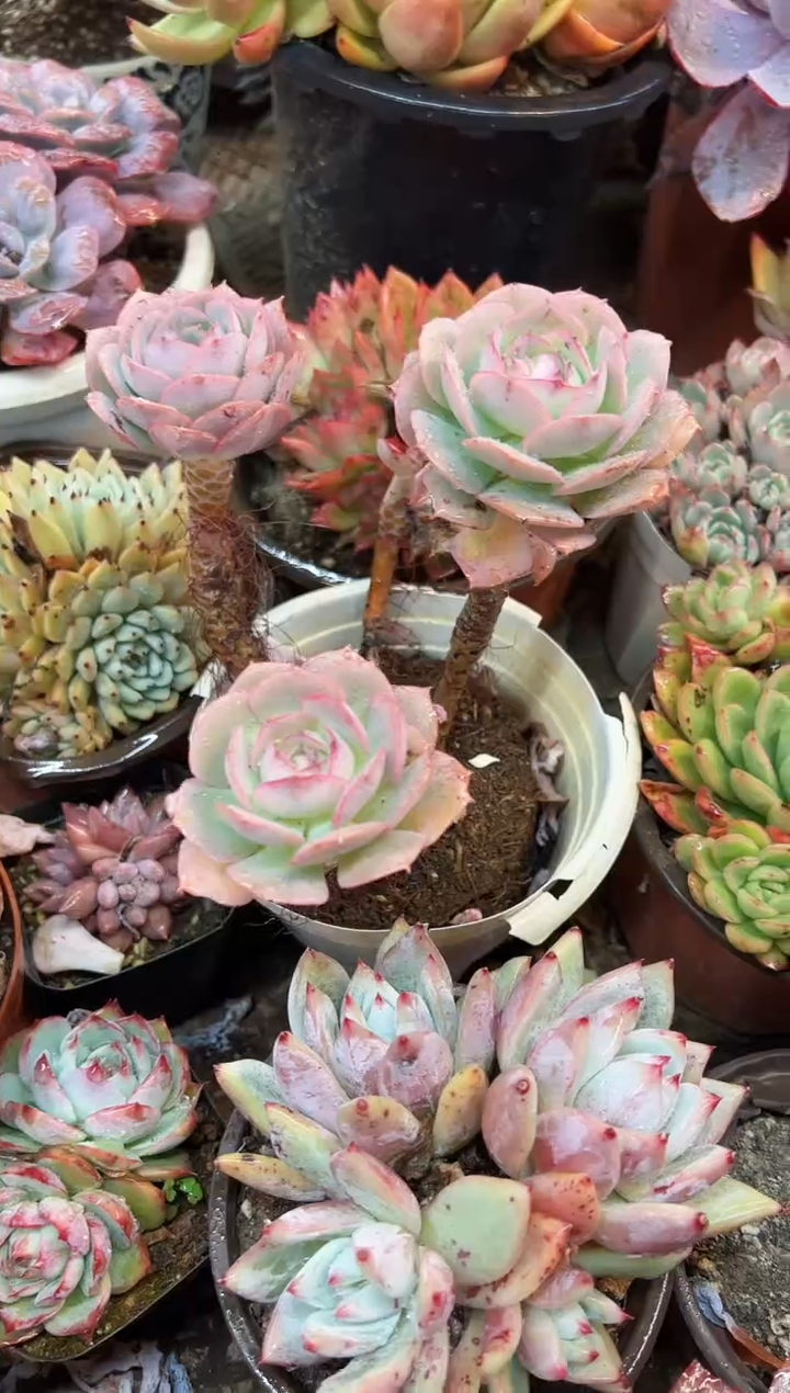 古****士多肉植物一物一拍25359