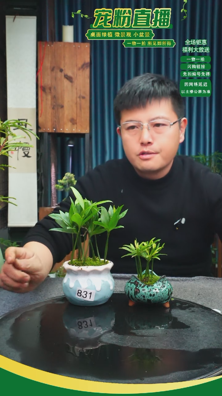 无花朵夏*。苔藓微景观831号