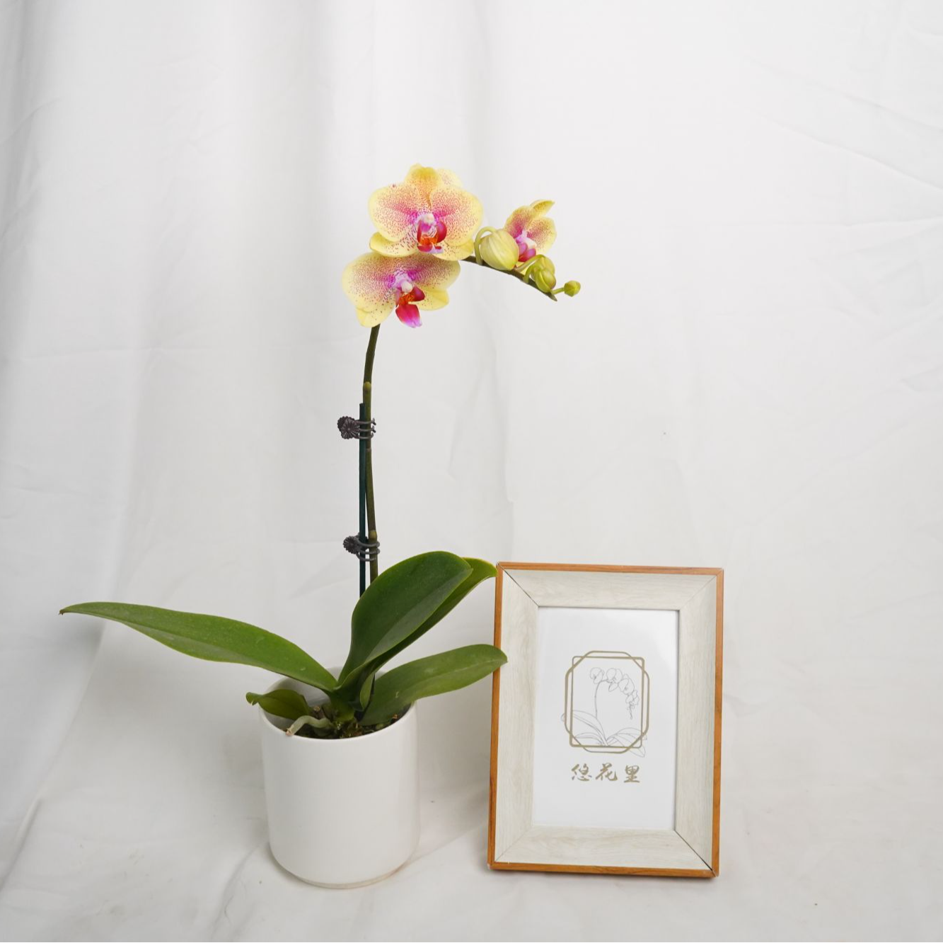 朝暮里蝴蝶兰3.0寸【曼尼带花带花苞】室内高档花开花株发货