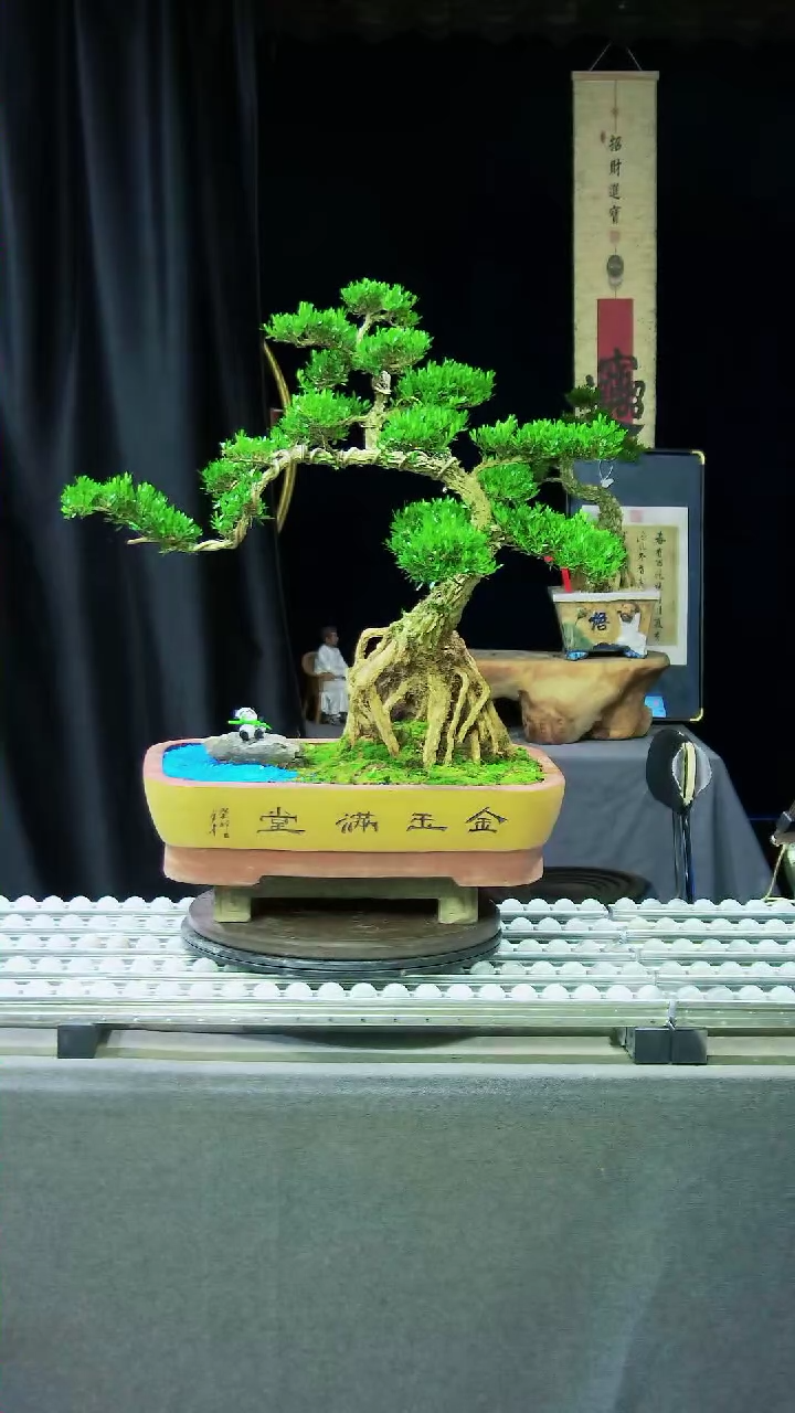 【闪购商品】黄杨盆景艺术