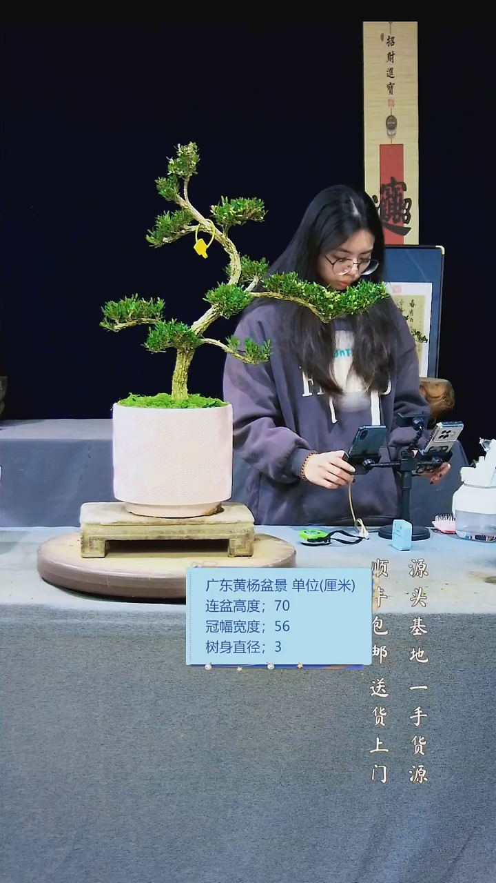 【闪购商品】雀舌黄杨盆景雀舌黄杨盆景