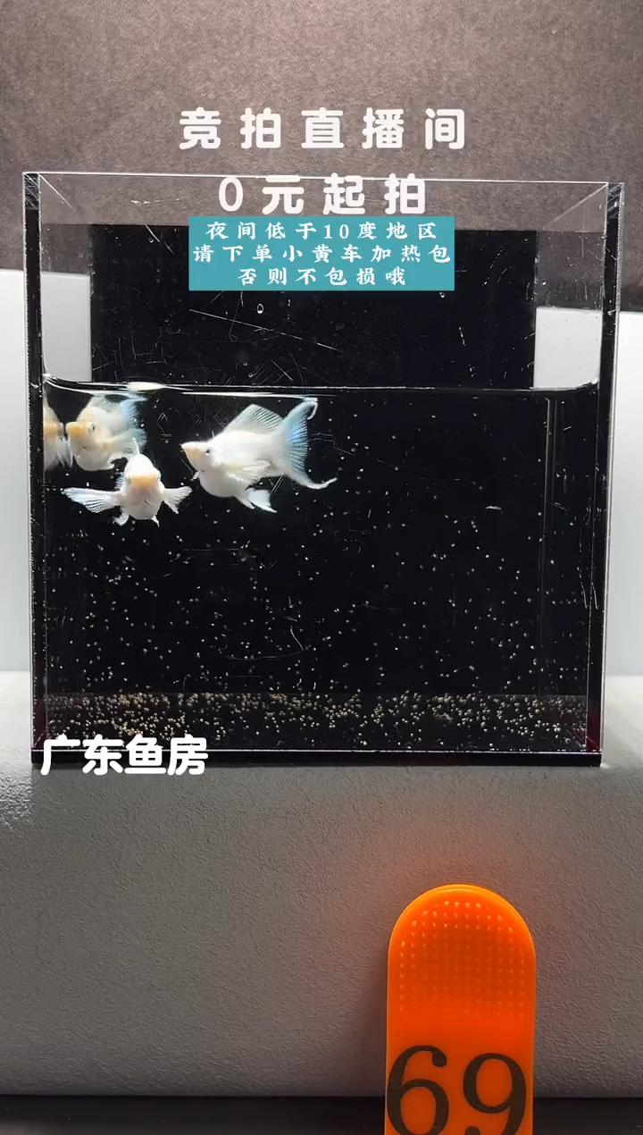 孔雀鱼瓷白燕尾三只编号69