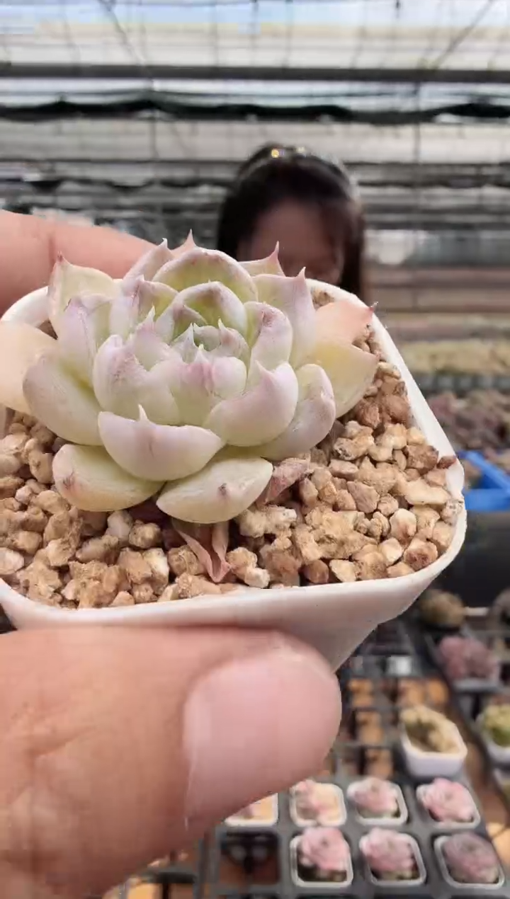 东云多肉园新款-114