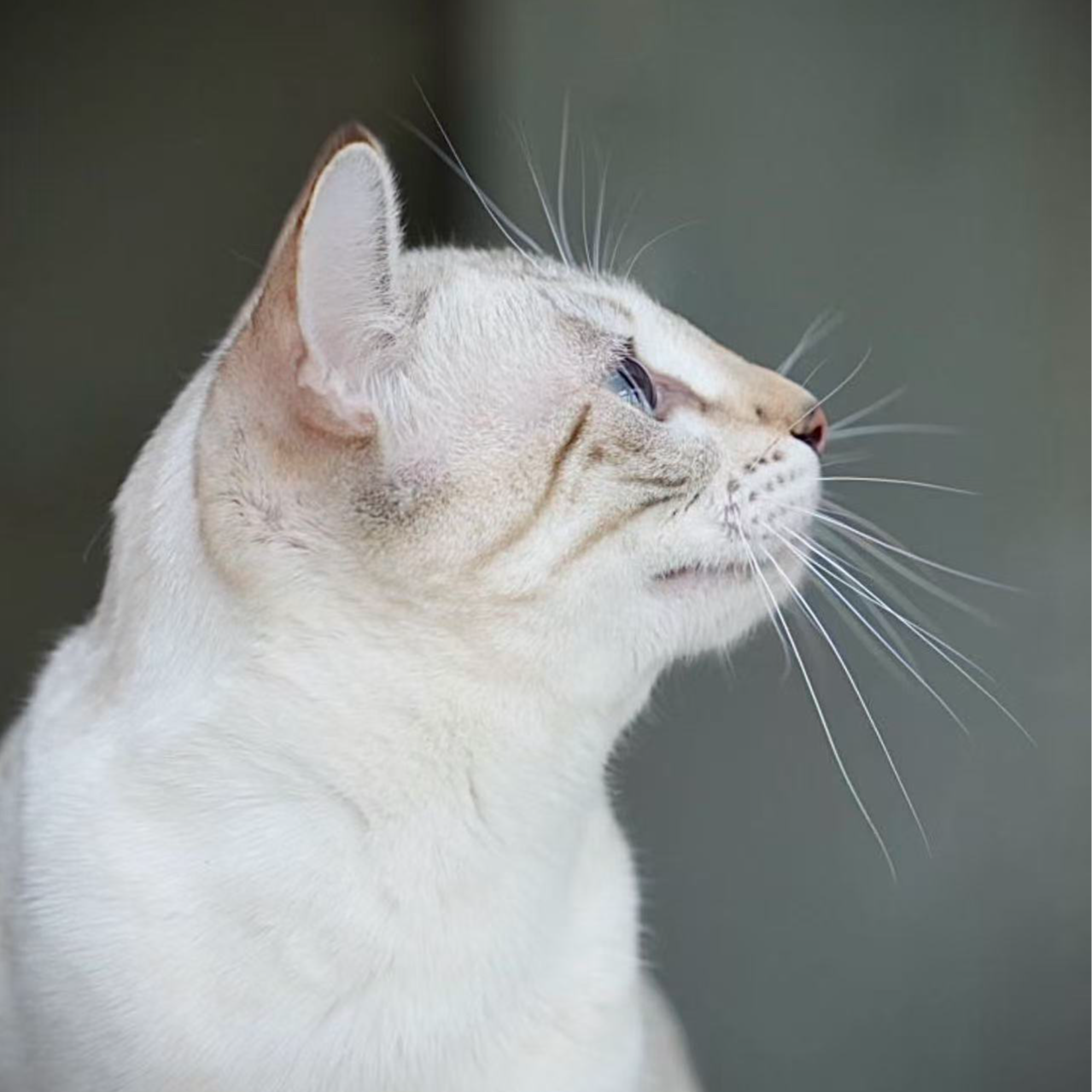 猎豹家族猫舍活体宠物猫咪选购链接孟加拉豹猫萨凡纳猫小宠物