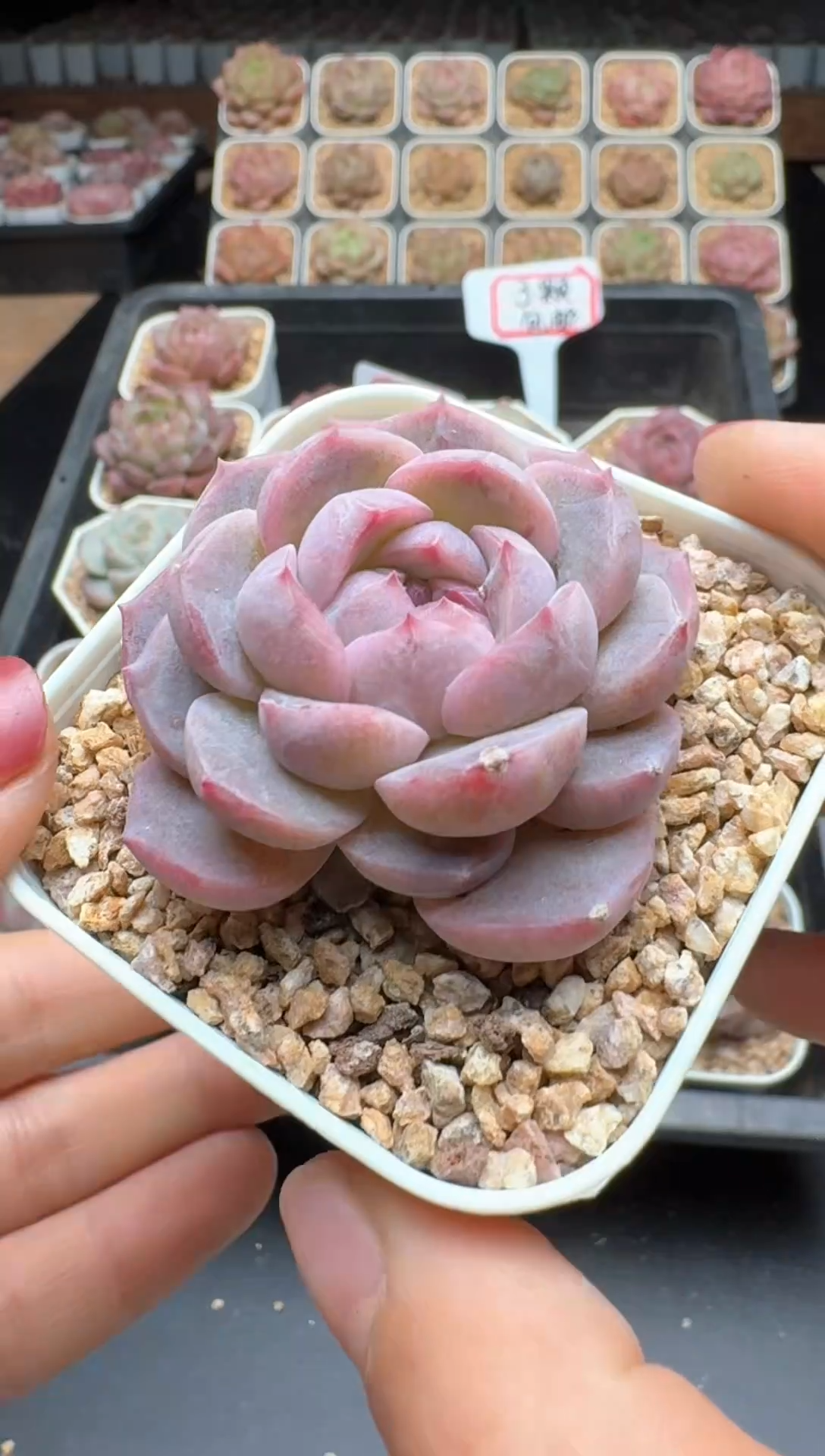 【闪购商品】184号 珍妮杂交多肉 花卉植物