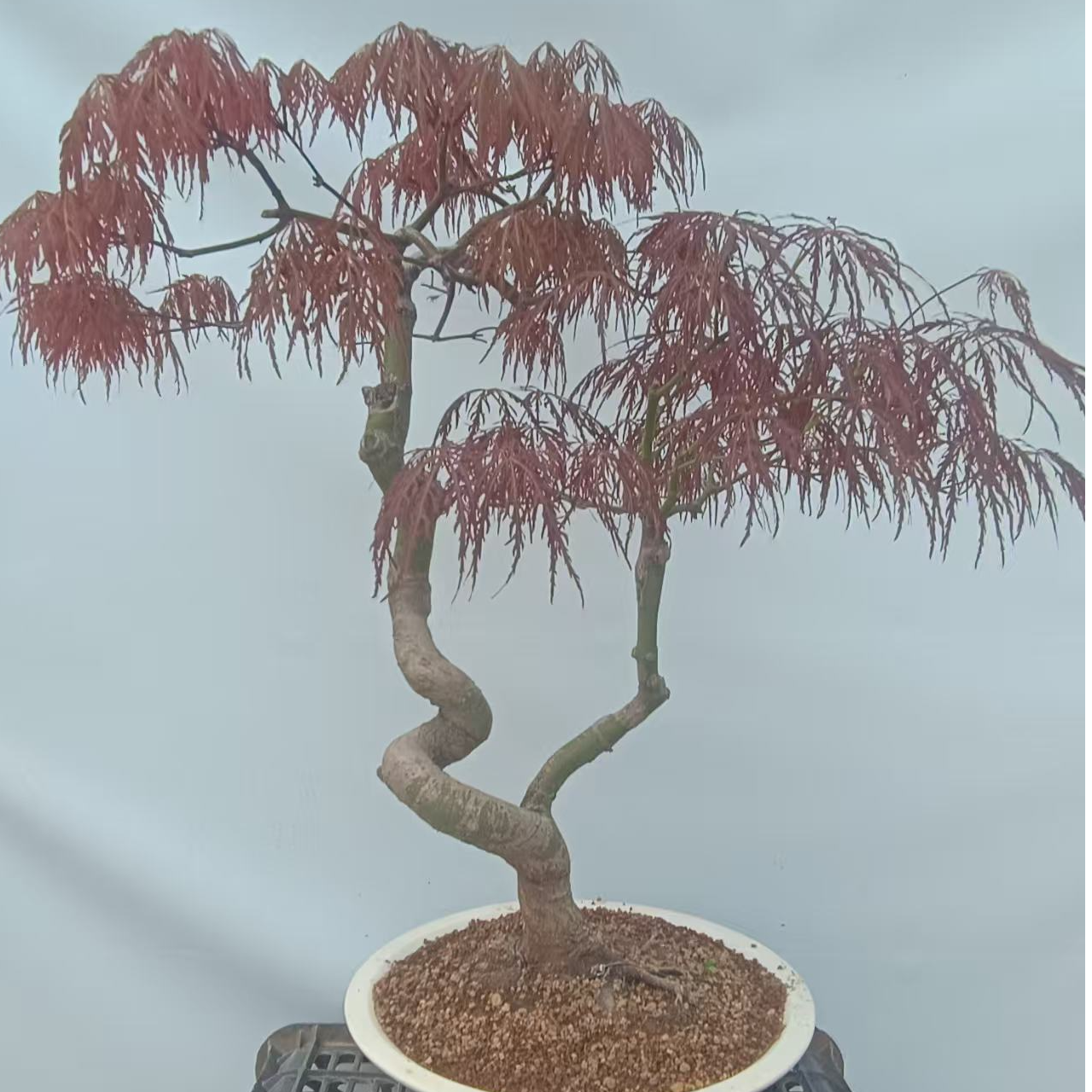 出星星红枫 羽毛枫树  三季红   红芽雀梅   石榴盆景