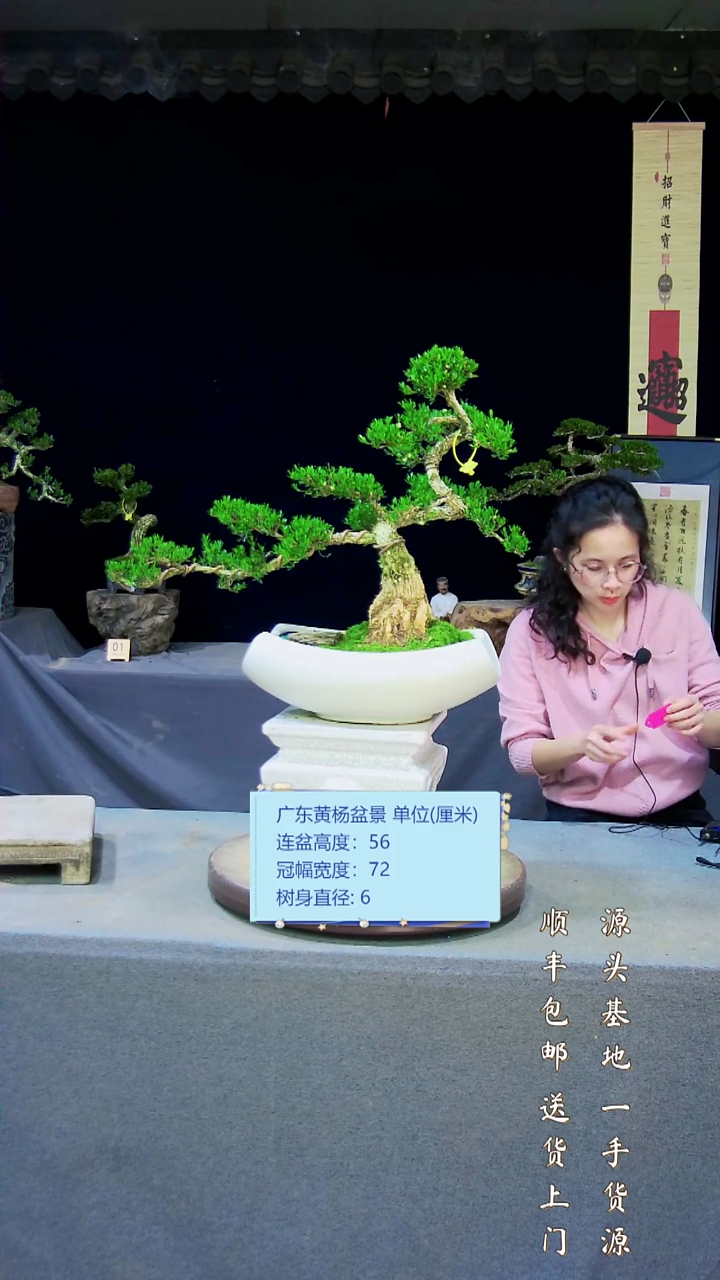 【闪购商品】黄杨盆景黄杨盆景