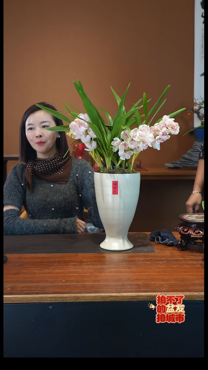 全部花朵小仙女盆景盆景