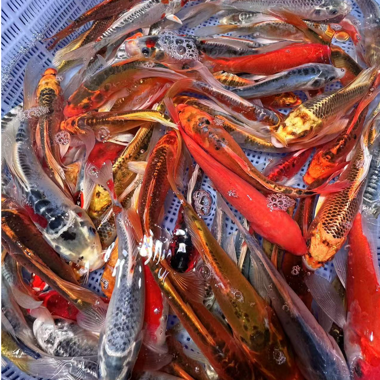 德系锦鲤9-11公分 33尾  温顺好养混搭发货 全国包邮包损