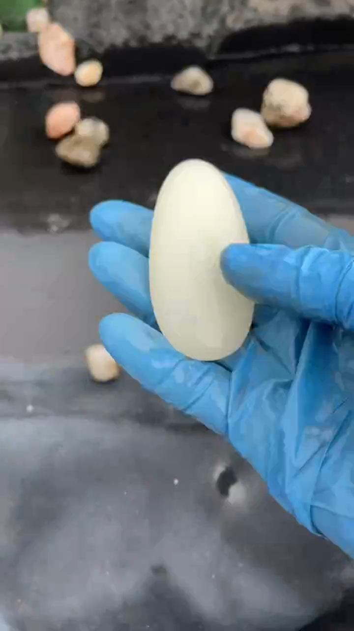 颈饰未镶嵌和田玉（糖玉）001