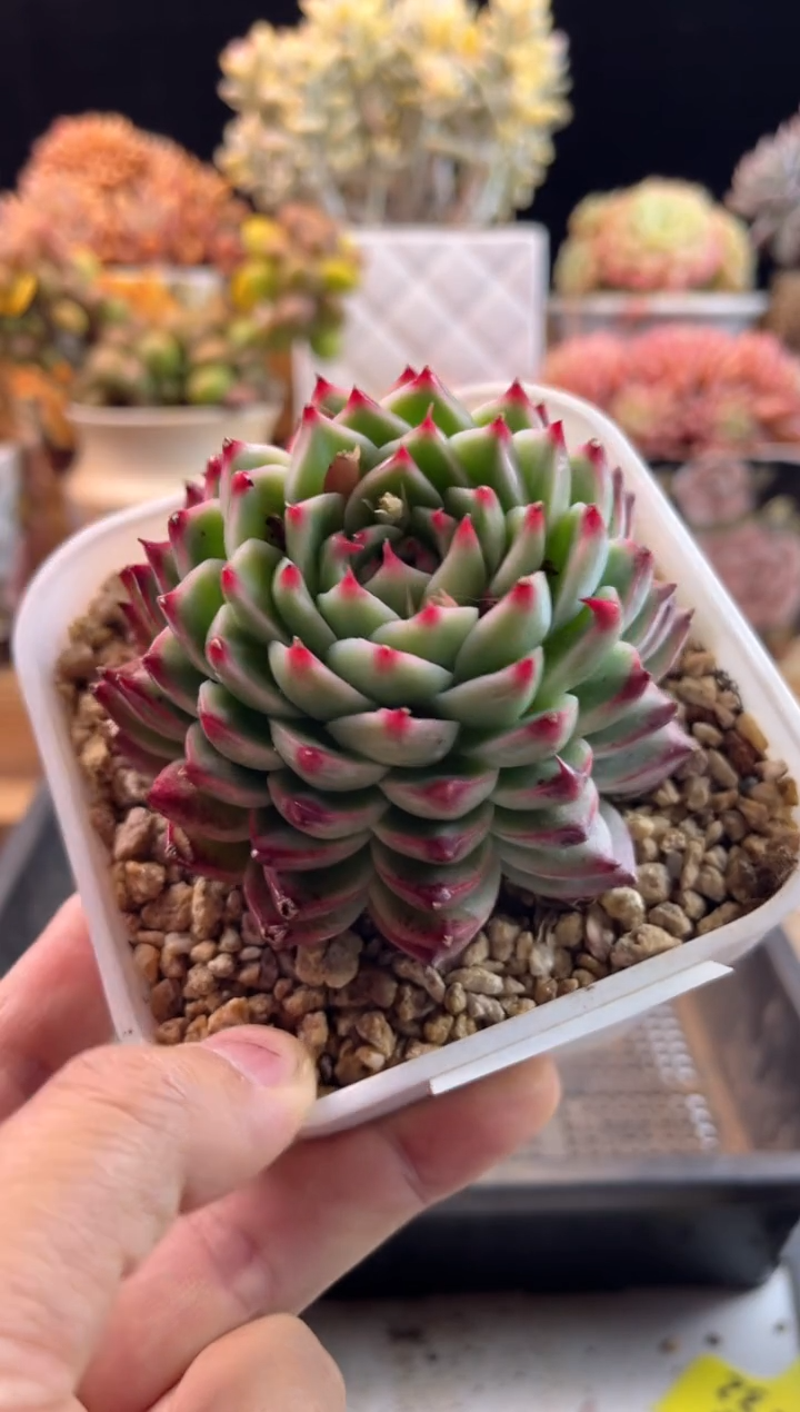 【闪购商品】2.16-41桃夭仙子叠叶