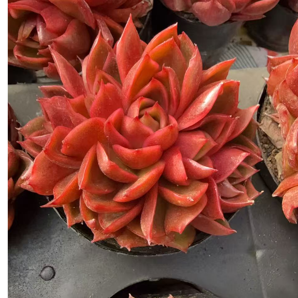 70#缀化朵朵红灯（6-9cm）脱土