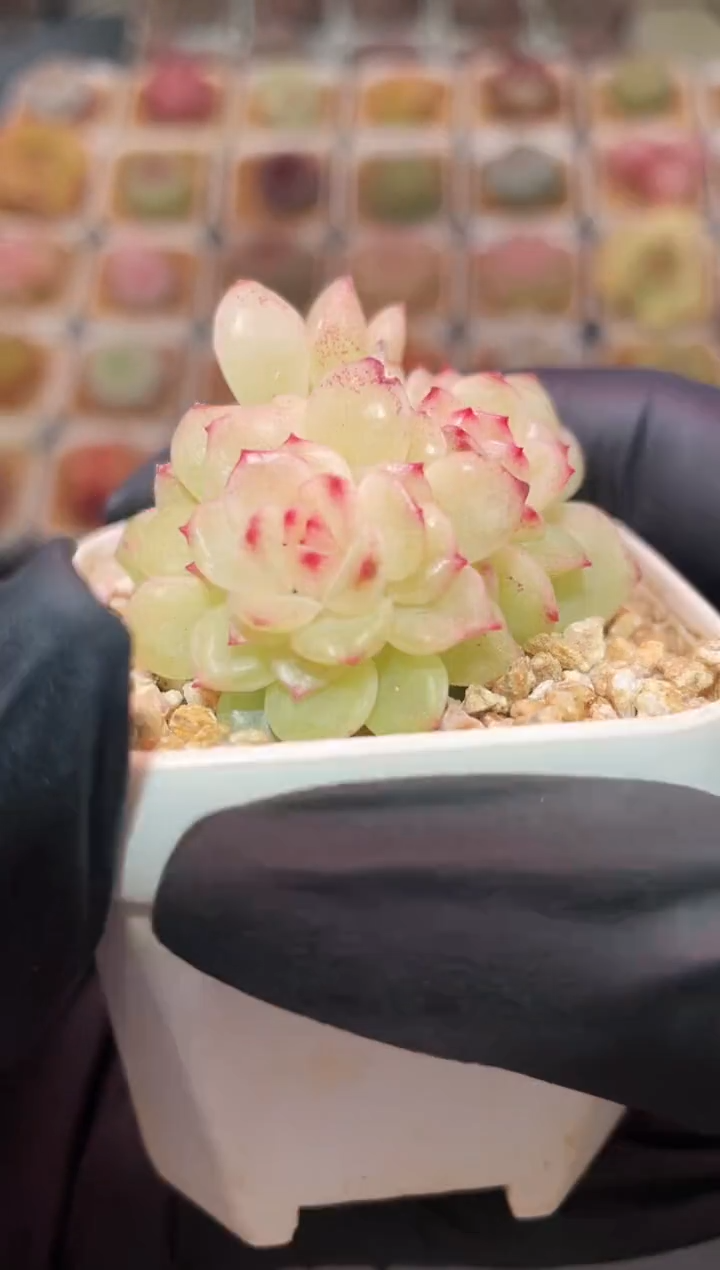 闪购033 布蕾多肉一颗 