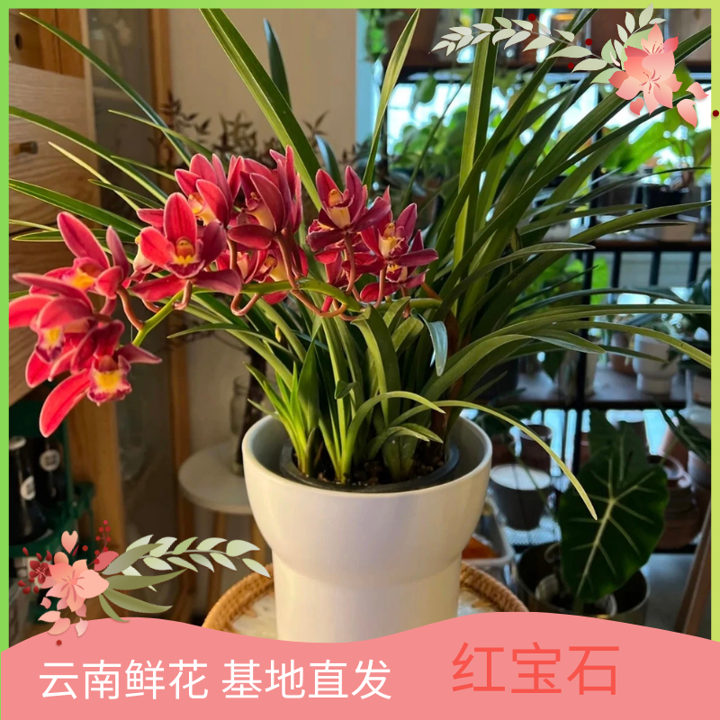 红宝石（红双喜）鲜花云南鲜花基地直发大气美观清新阳台客厅易养护