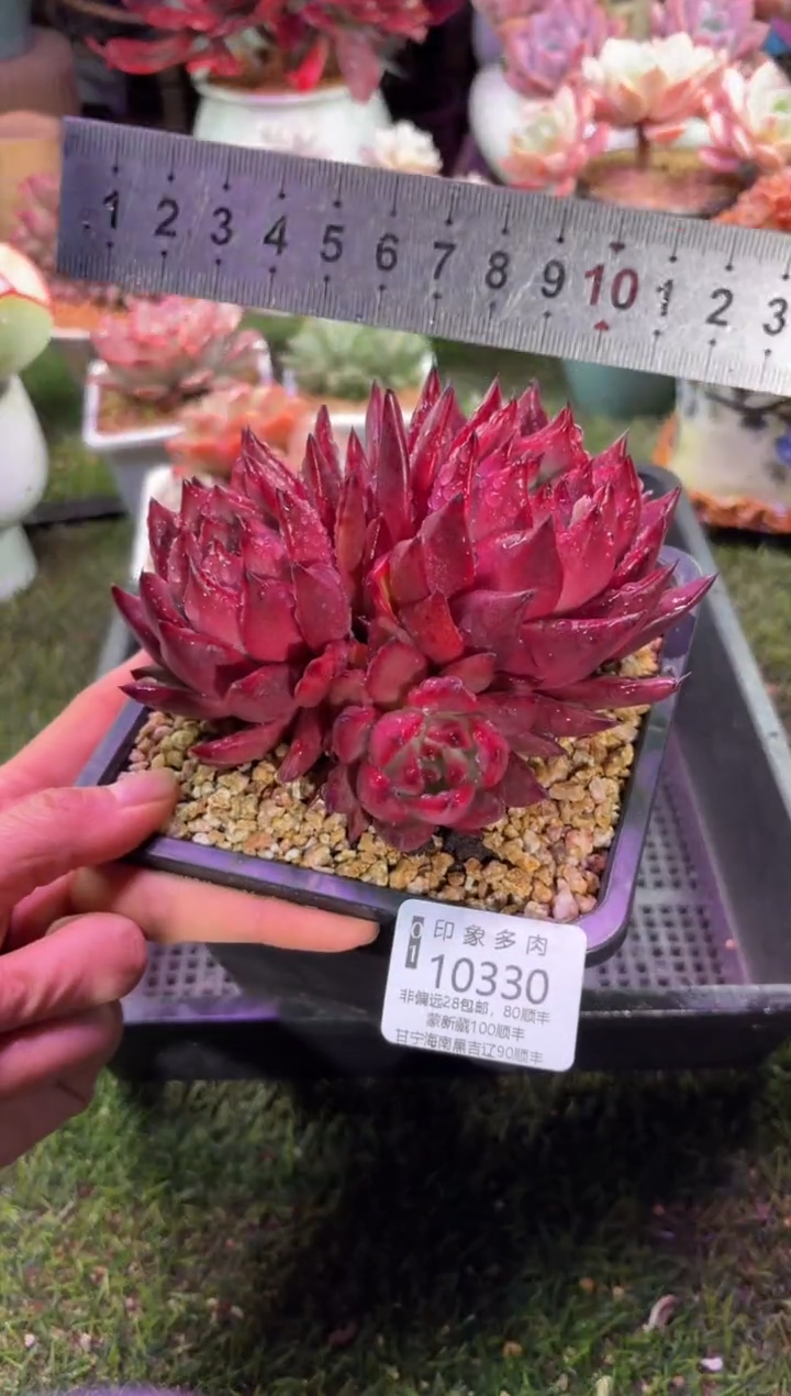 【闪购商品】10330