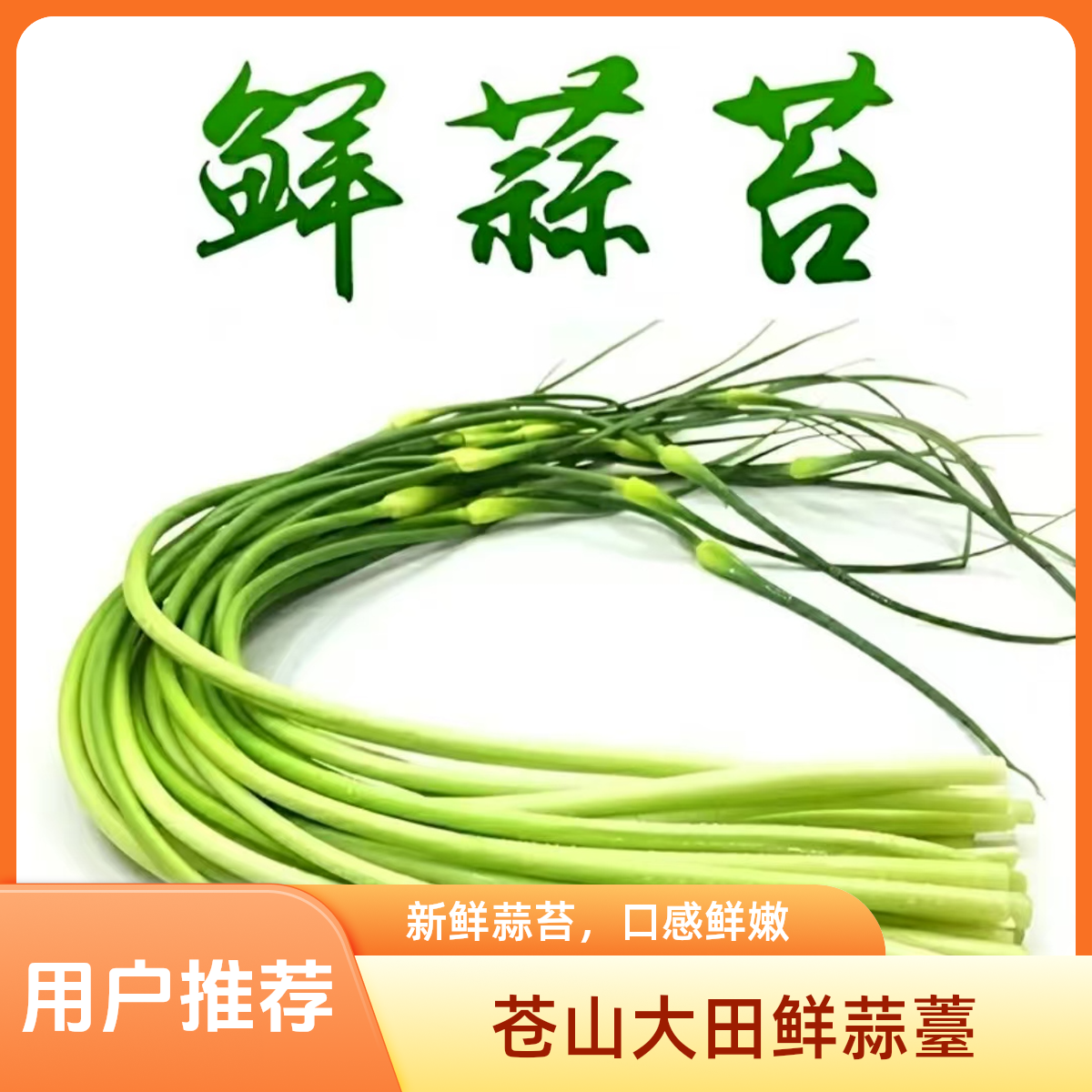 2024苍山大田白帽冷鲜蒜薹