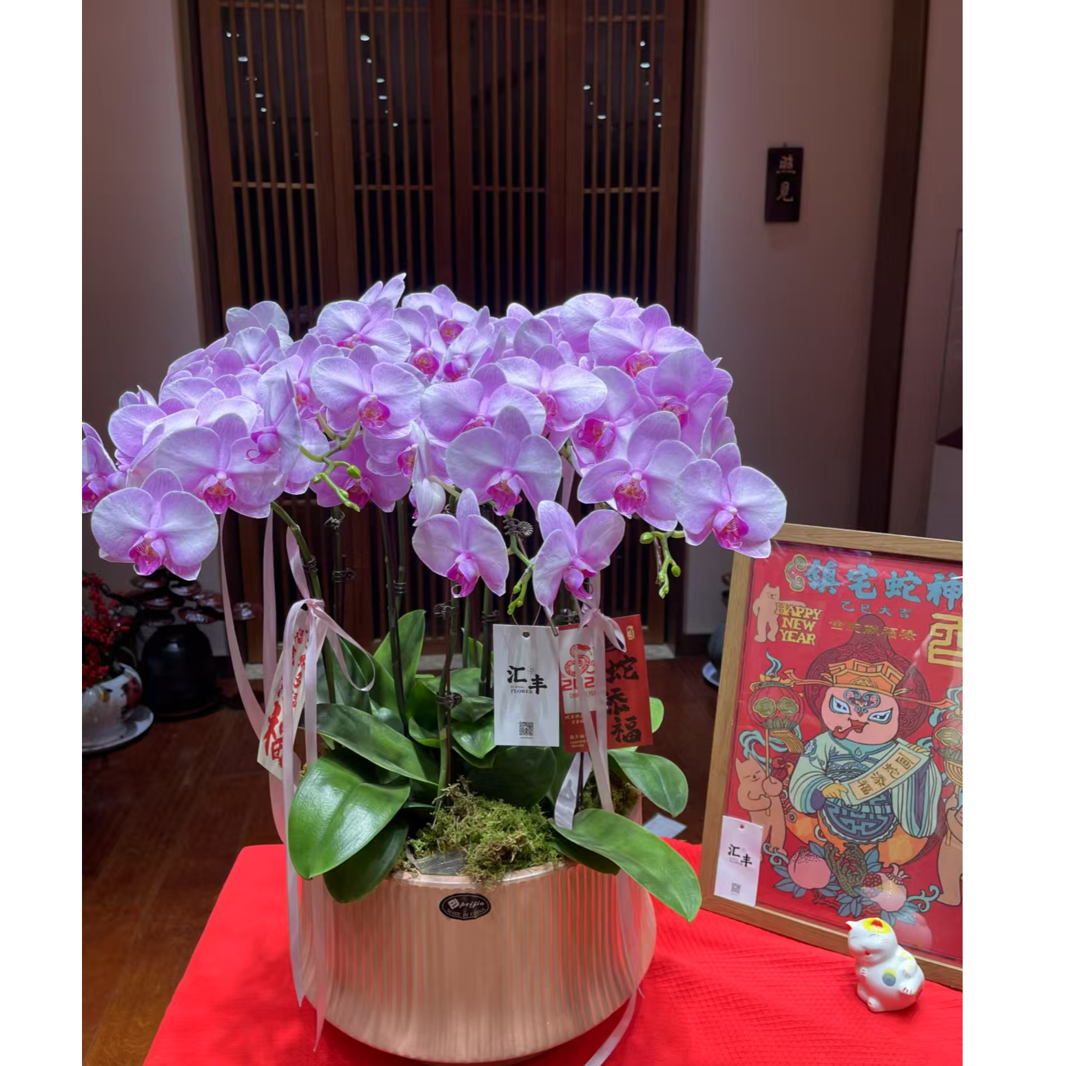 月亮公主蝴蝶兰10株大盆栽仙气飘飘