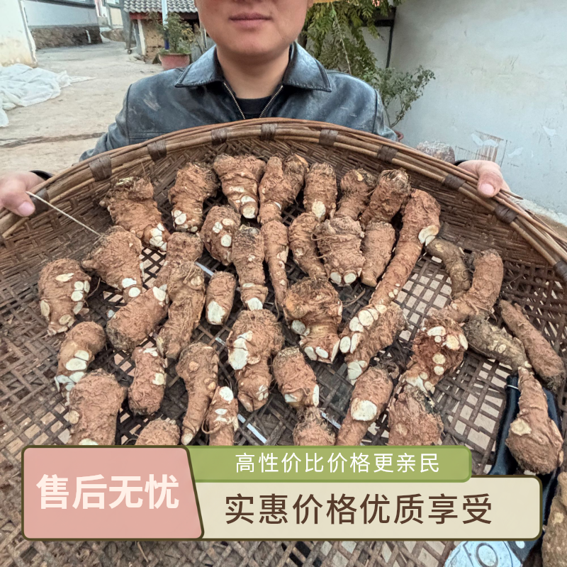 精选鲜货大当归头鲜货