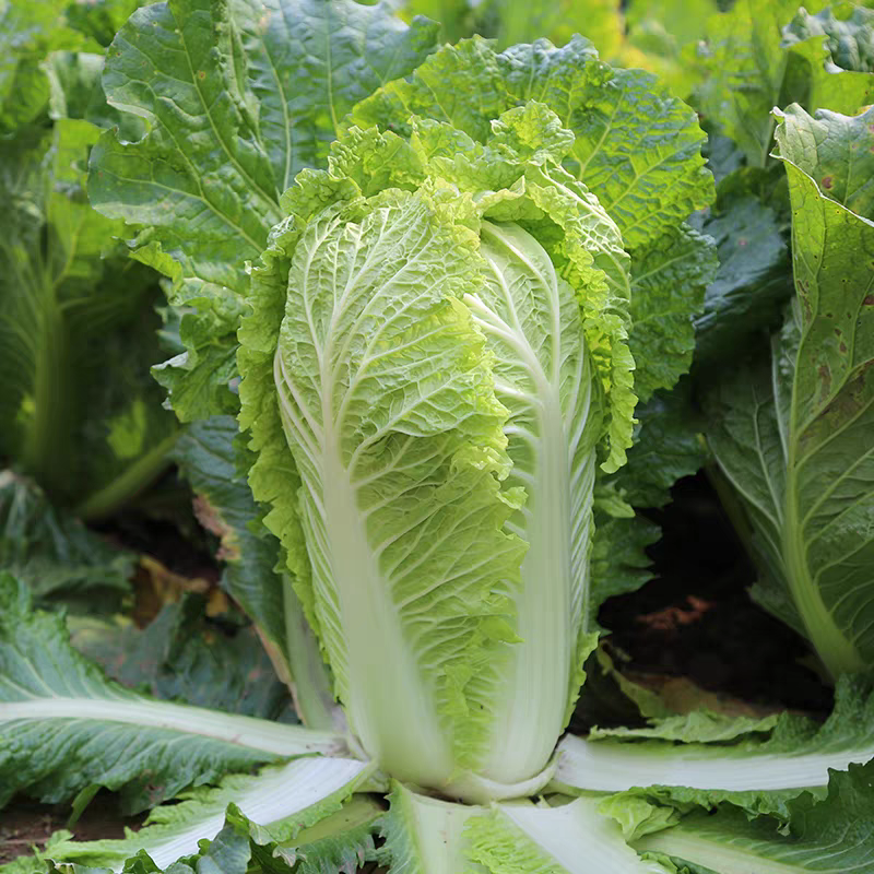 【饺子馅组合】新鲜蔬菜饺子馅组合4种蔬菜组合装茴香