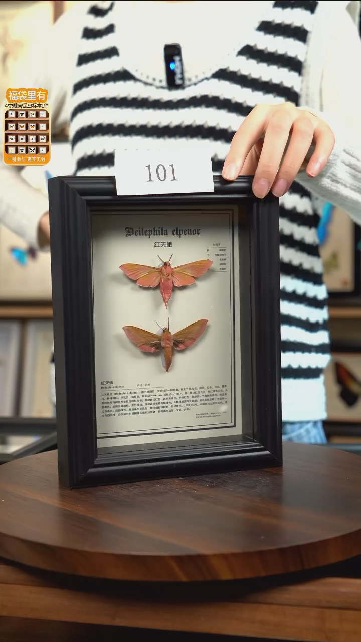 蝴蝶标本摆件竞拍101
