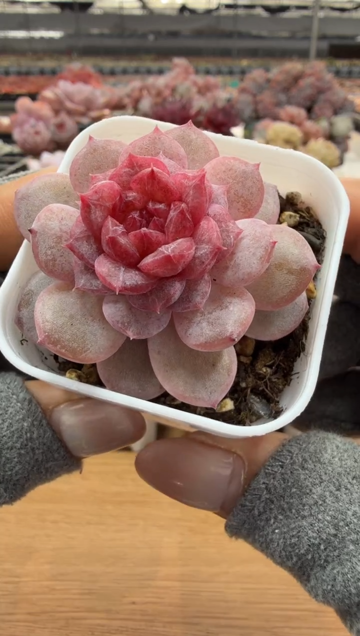 东云多肉园二店-106