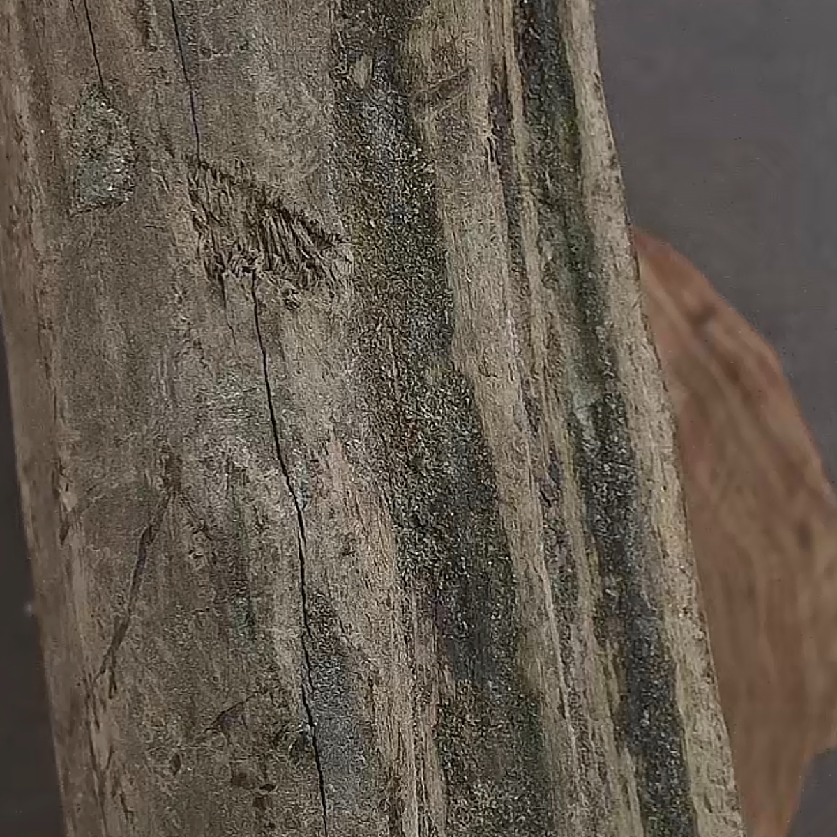 19号 竺系列pm【阴沉12/15众筹】印度正区老山檀香手串多样性发